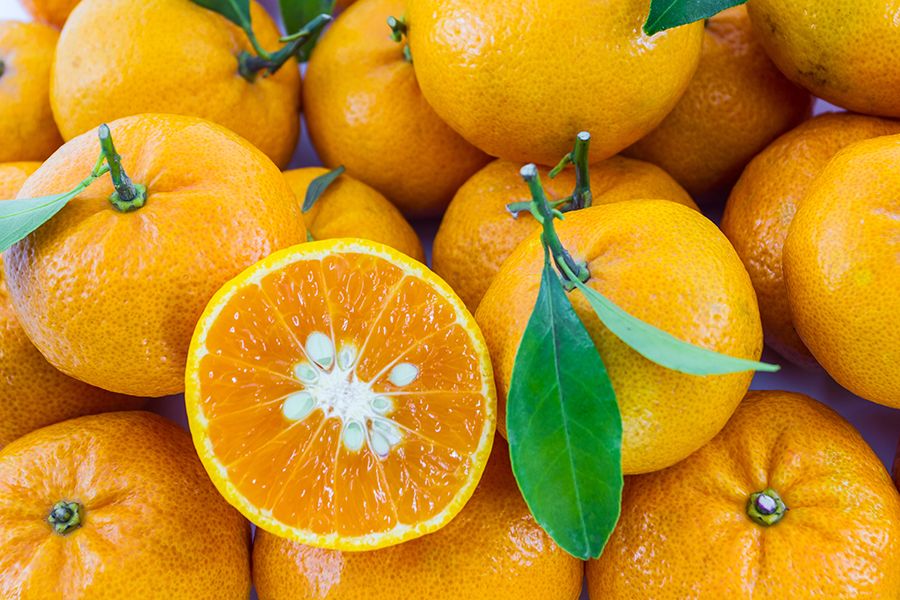 Orange Trees at Clausen Nursery