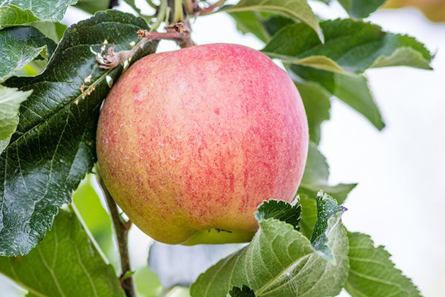 Deciduous Fruit Trees at Clausen Nursery