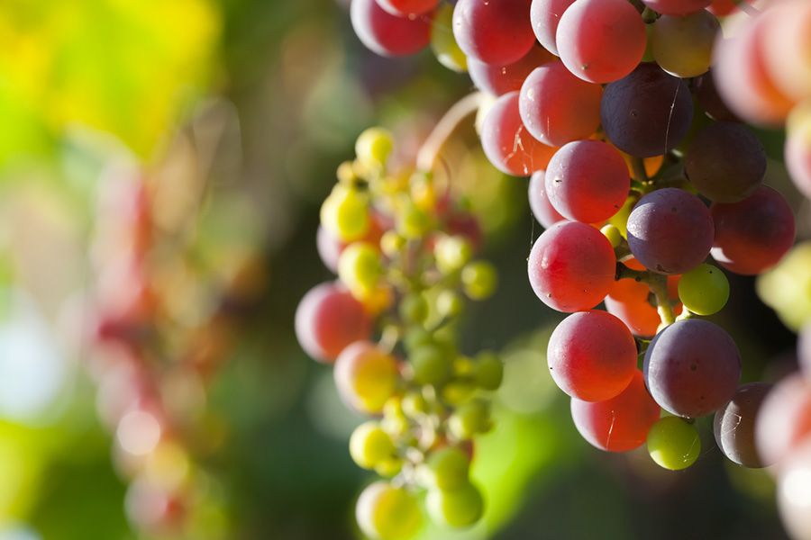 Grapes and Berries at Clausen Nursery